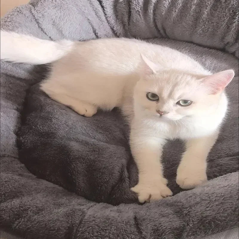 Soft Warm Dog Bed Pets Basket Cat House Sofa for Medium Large Dog Sofa Bed Cushion Dog Bed House Pet Supplies Accessories