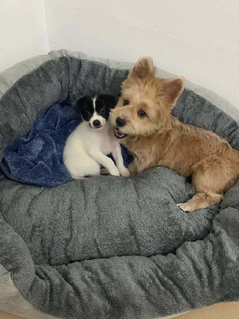 Soft Warm Dog Bed Pets Basket Cat House Sofa for Medium Large Dog Sofa Bed Cushion Dog Bed House Pet Supplies Accessories