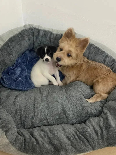 Soft Warm Dog Bed Pets Basket Cat House Sofa for Medium Large Dog Sofa Bed Cushion Dog Bed House Pet Supplies Accessories